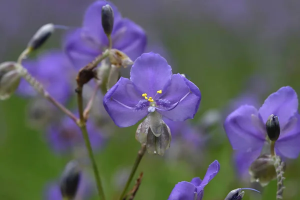 Crested serpent flowers, Sweet Purple flowers field. Crested serpent garden in Thailand.