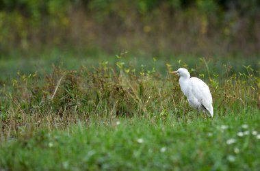 Kuş (Sığır Egret), Tayland