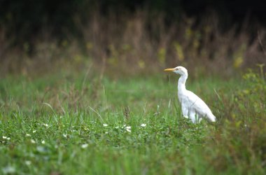 Kuş (Sığır Egret), Tayland