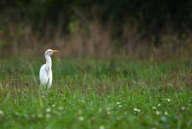 Kuş (Sığır Egret), Tayland