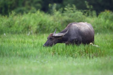 Tay bufalo çim sahası içinde