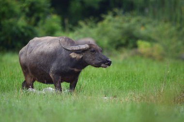 Tay bufalo çim sahası içinde