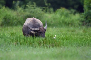 Tay bufalo çim sahası içinde