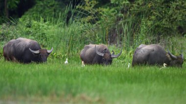 Tay bufalo çim sahası içinde