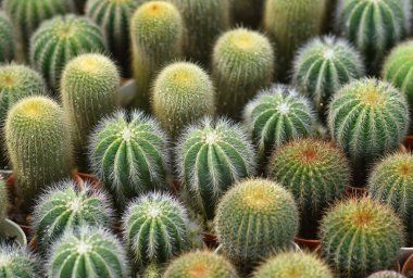 kaktüs bir grup