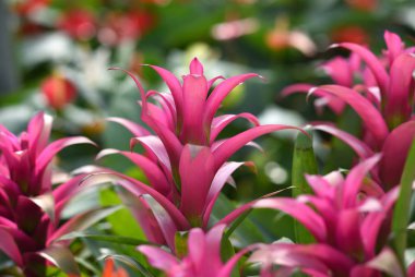 arka plan bitki ve çiçek bahçesi