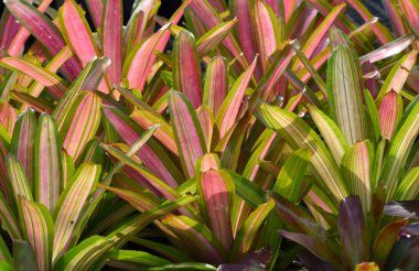 arka plan bitki ve çiçek bahçesi