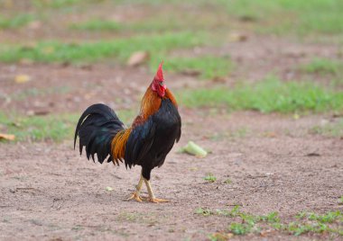 Paris'li bir alanda parlak renkli bir horoz