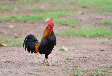 Paris'li bir alanda parlak renkli bir horoz