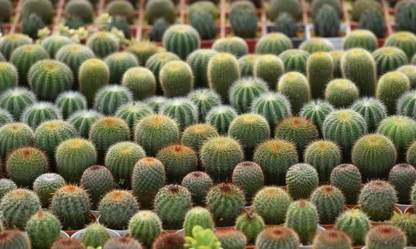 Cactus Gruppo — Foto Stock