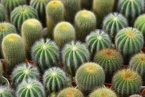 Cactus Group — Stock Photo, Image