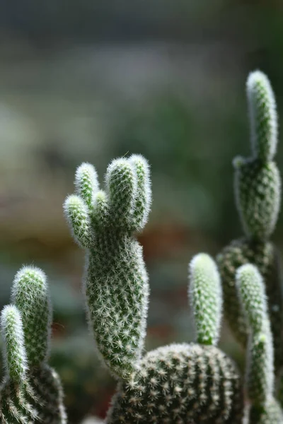 Cactus Flor Uma Bela Tailândia — Fotografia de Stock