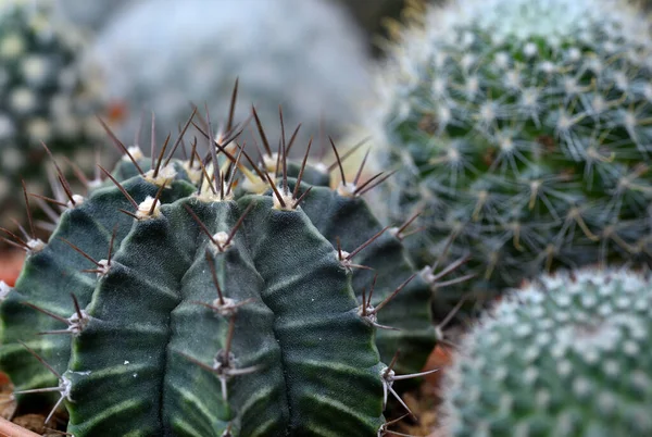 Cactus Gruppo — Foto Stock