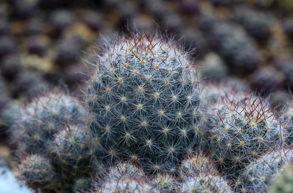 Cactus Gruppo — Foto Stock