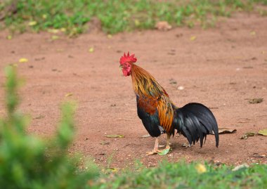 Paris'li bir alanda parlak renkli bir horoz