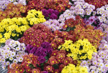 Bahçedeki renkli çiçek.