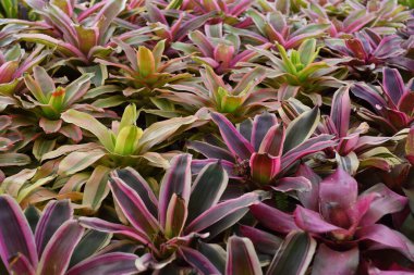 arka plan bitki ve çiçek bahçesi