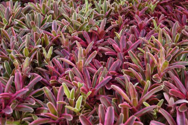 arka plan bitki ve çiçek bahçesi