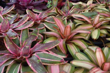 arka plan bitki ve çiçek bahçesi