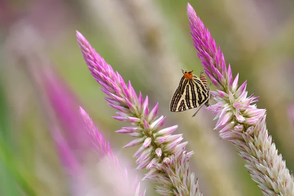 Mariposa Flor Tailandia — Foto de Stock