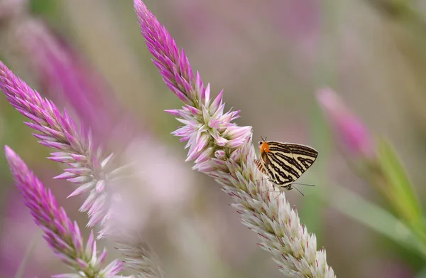 Papillon Sur Fleur Thaïlande — Photo