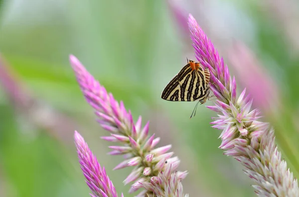 Fjäril Blomma Thailand — Stockfoto