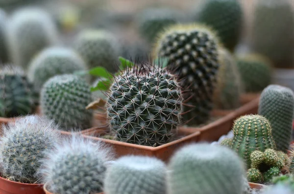 Cactus Gruppo — Foto Stock