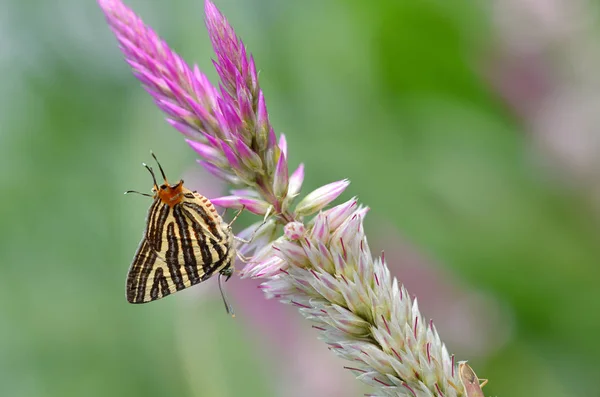 Vlinder Bloem Thailand — Stockfoto