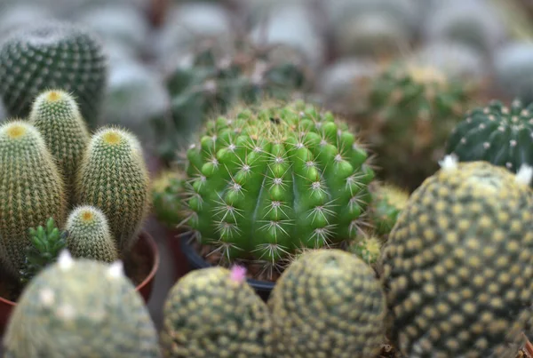 Cactus Gruppo — Foto Stock