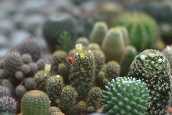 Cactus Group — Stock Photo, Image