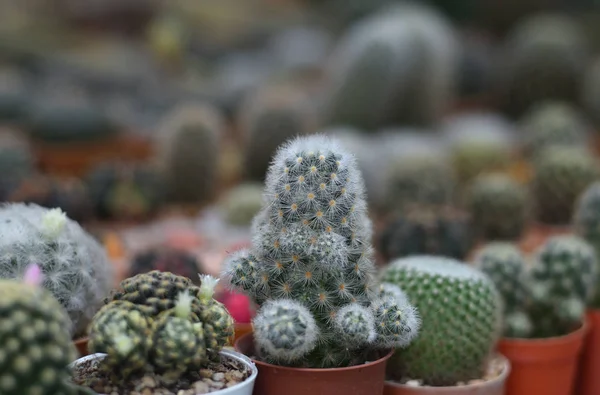 Cactus Gruppo — Foto Stock