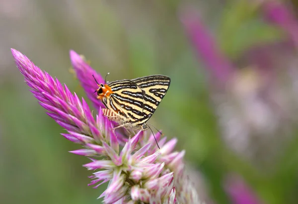 Fjäril Blomma Inthailand — Stockfoto