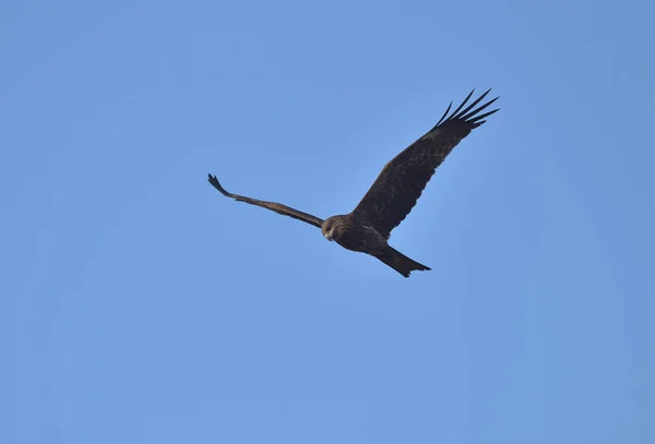 Schwarzmilan Fliegt Blauem Himmel — Stockfoto