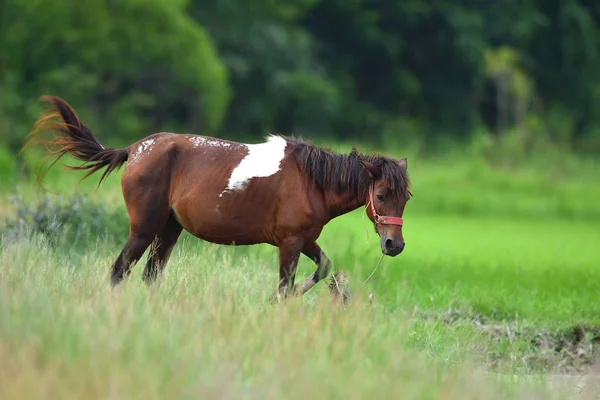 Atlar yeşil bir çayırda