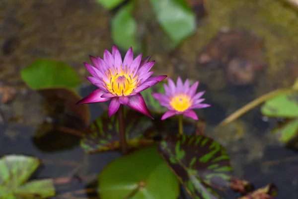 Purple lotus on the river,Thailand