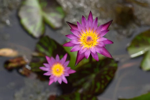 Purple Lotus River Thailand — Stock Photo, Image