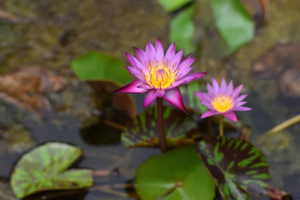 Purple lotus on the river,Thailand