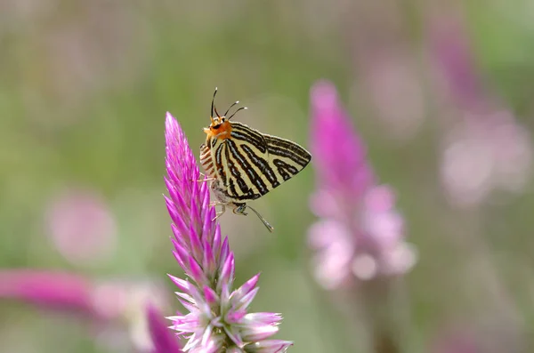 Borboleta Flor Tailândia — Fotografia de Stock