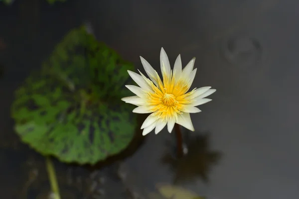 Purple lotus on the river,Thailand