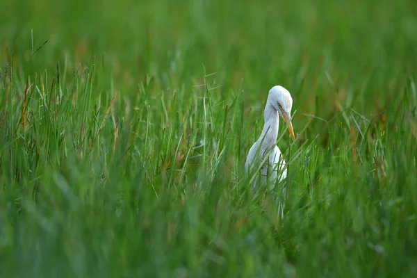 Fågel Nötkreatur Egret Thailand — Stockfoto