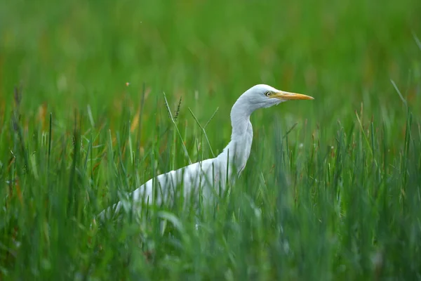 Pasăre Egret Vite Thailanda — Fotografie, imagine de stoc