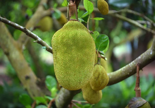 Jackfruit Boom — Stockfoto