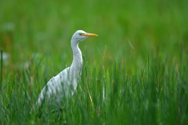 Bird (Cattle Egret) , Thailand