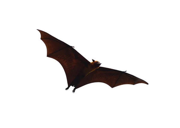 Flying Fox Huge Bat Isolated White Background — Stock Photo, Image