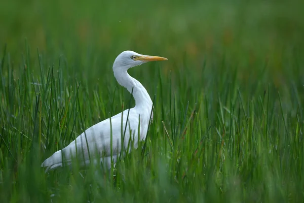 Pasăre Egret Vite Thailanda — Fotografie, imagine de stoc