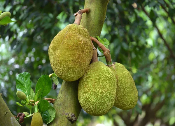 Jackfruit Boom — Stockfoto