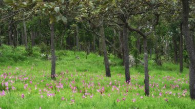  Yağmur mevsiminde açan Siam Tarlası Lale Cercuma Heykeli, Pa Hin Ngam Milli Parkı, Tayland