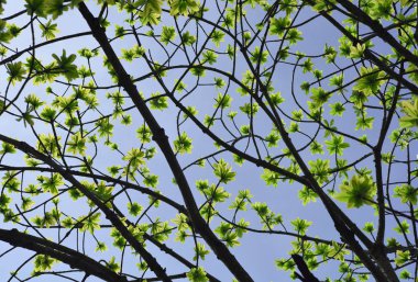 Gökyüzüne karşı yeşil yapraklar