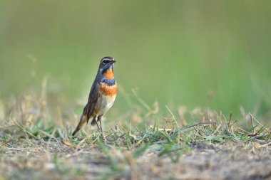 Tayland 'da taze mangosteen meyvesi