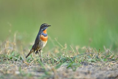 Tayland 'da taze mangosteen meyvesi